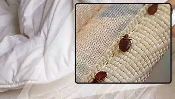 Myrtle Beach Timeshare Bed Bugs Lawsuit